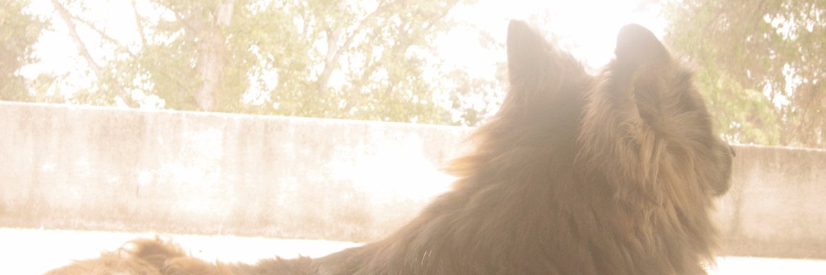 javier_aeoa's profile banner image