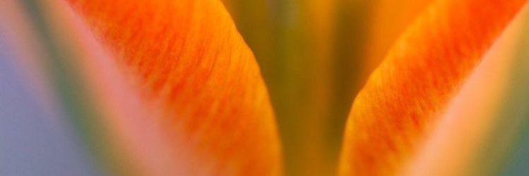 ffernandinha's profile banner image