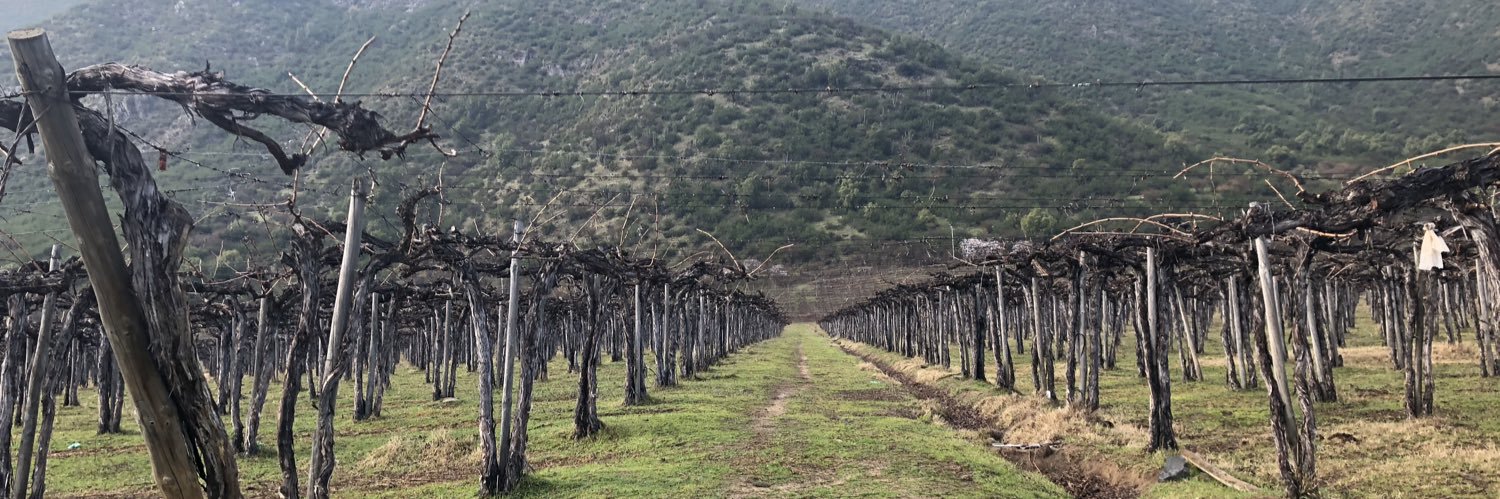 Angela Statile banner