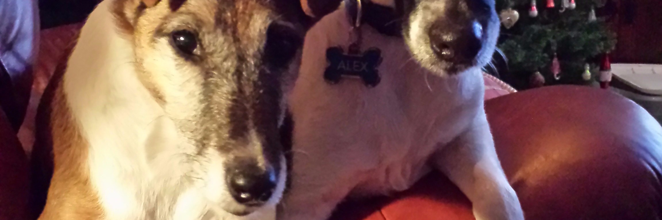 madcosta's profile banner image