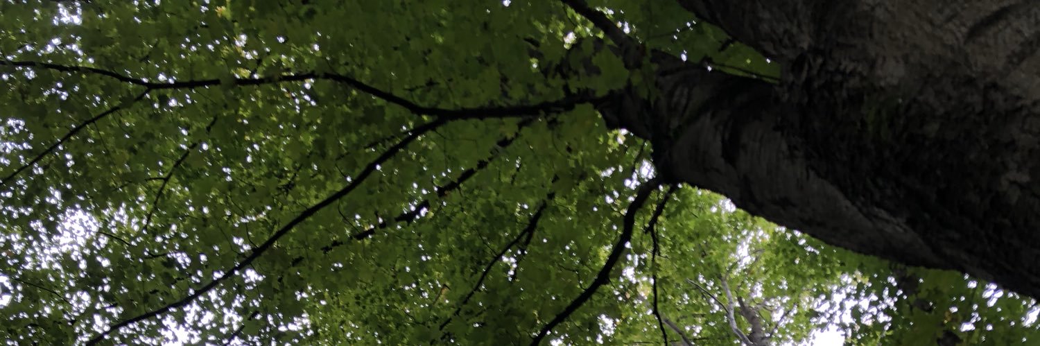 Kim Alexander banner