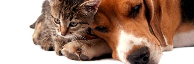 bfofpets's profile banner image