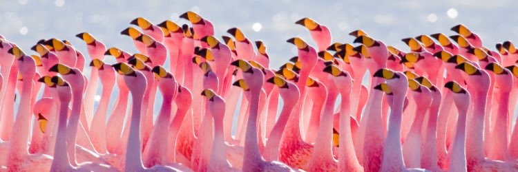 FlamingosCYO's profile banner image