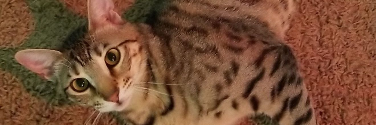 Tiffalishus_'s profile banner image