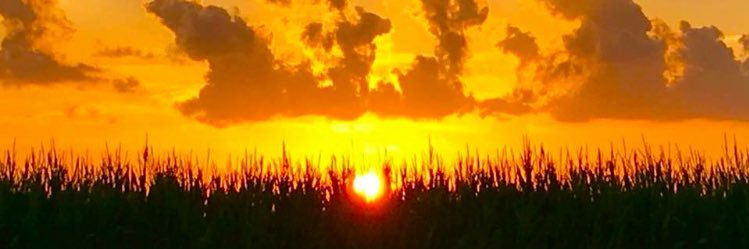 foreveratiger01's profile banner image