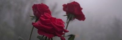 AHeartCoreRose's profile banner image