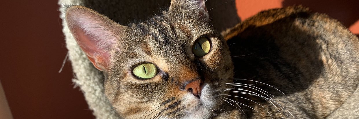 macyalexandra3's profile banner image