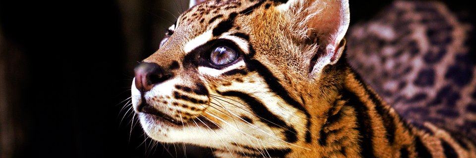 Raunaz30's profile banner image