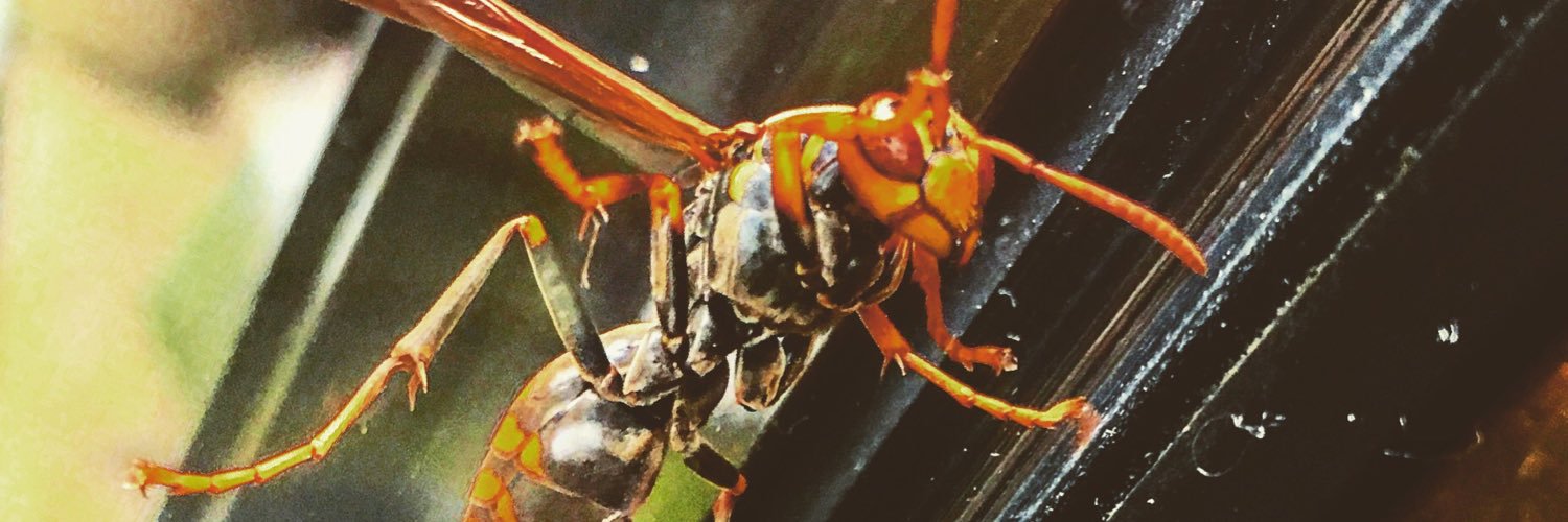 Insect_hiroshi's profile banner image