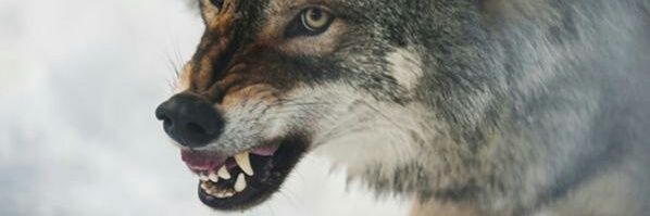rexforte1's profile banner image