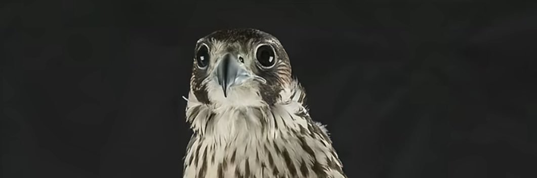 hhsom253's profile banner image