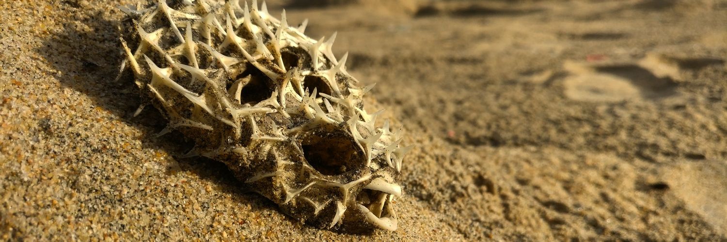 Vijay banner