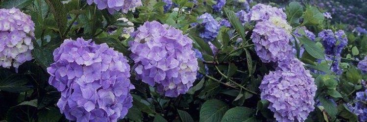 ayshaa_sd's profile banner image