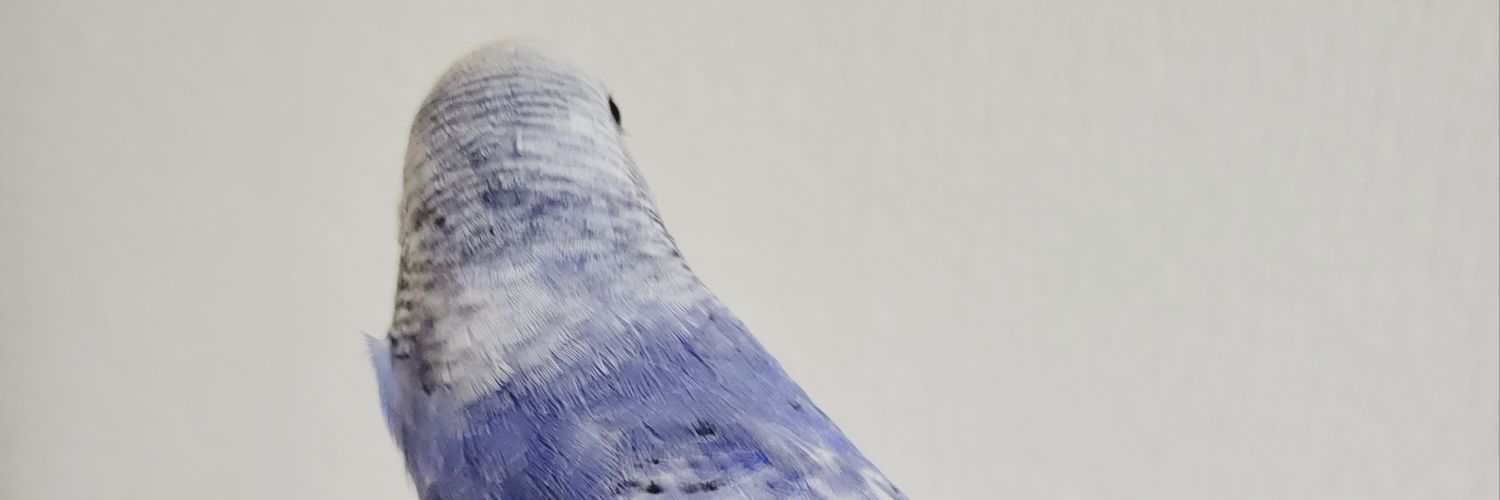 bebebird375's profile banner image