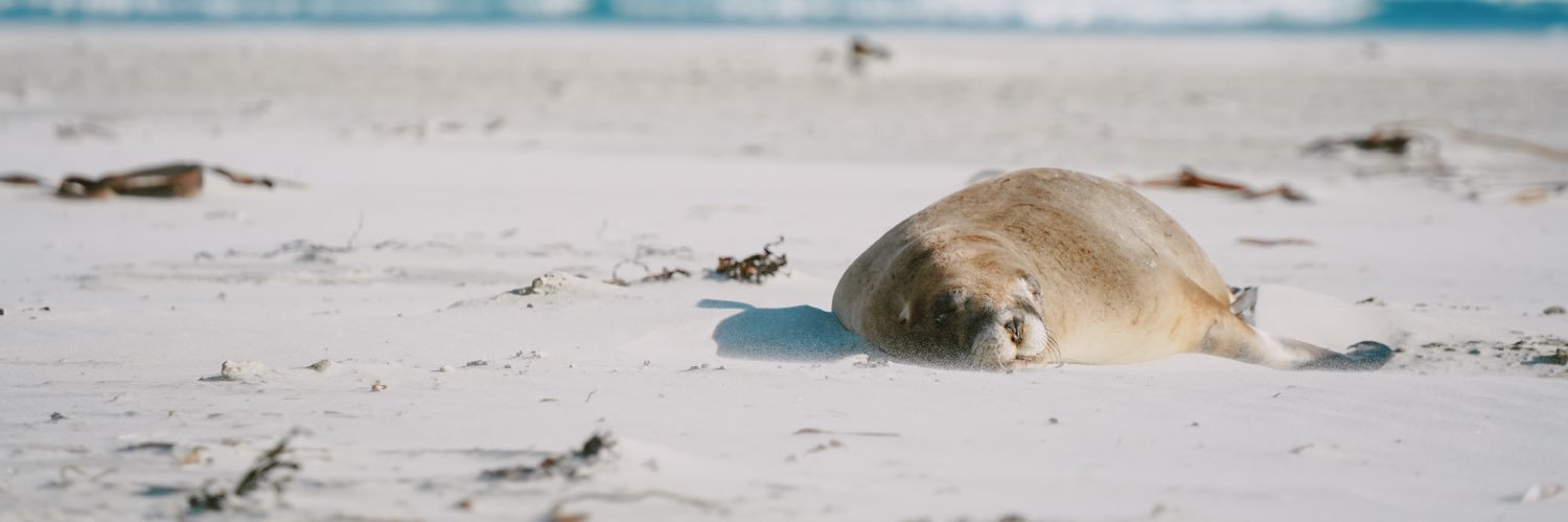 BlackJack 黑桃J banner