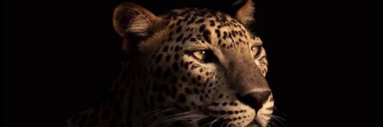 suzanabss_'s profile banner image