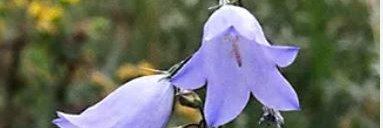 juliabellflower's profile banner image