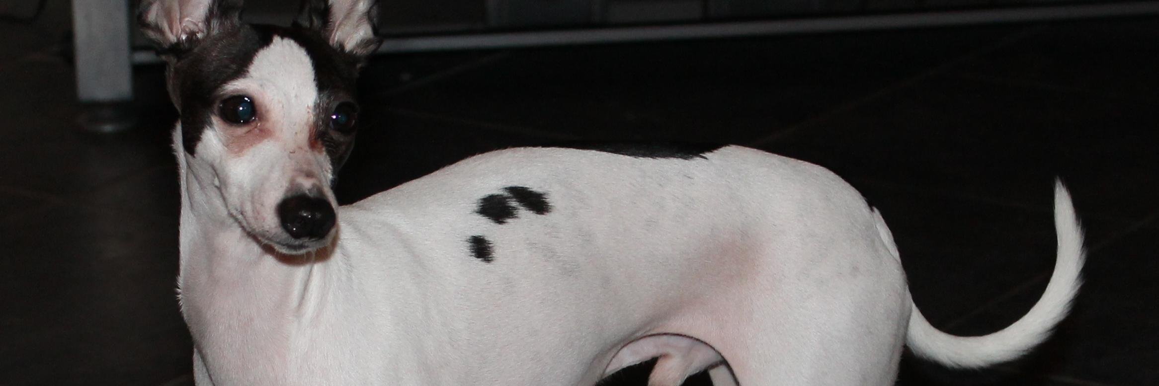 shitmydogssaid's profile banner image