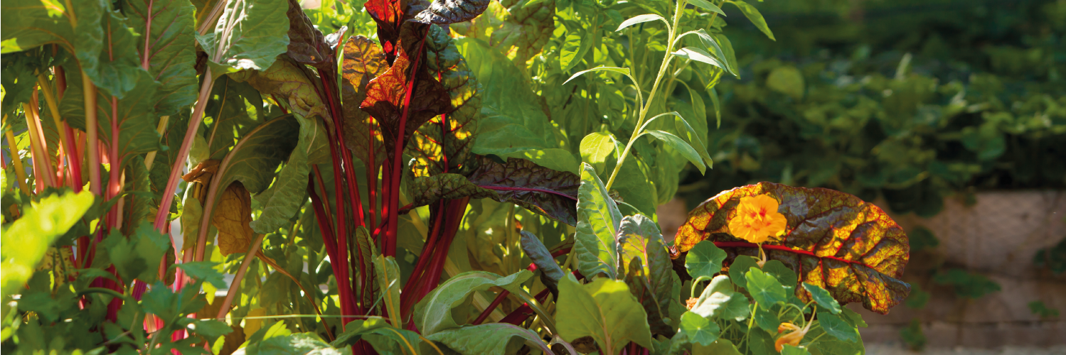 MyHomeHarvest's profile banner image