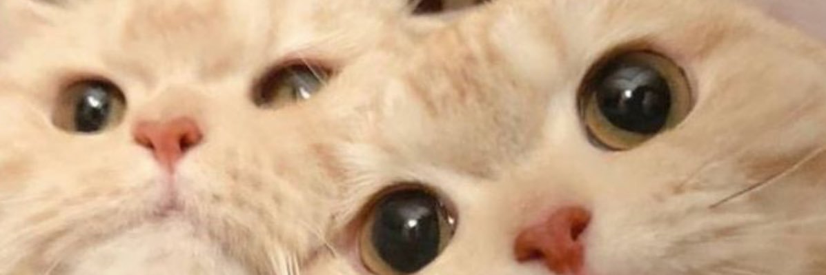 eminedogrucaa's profile banner image