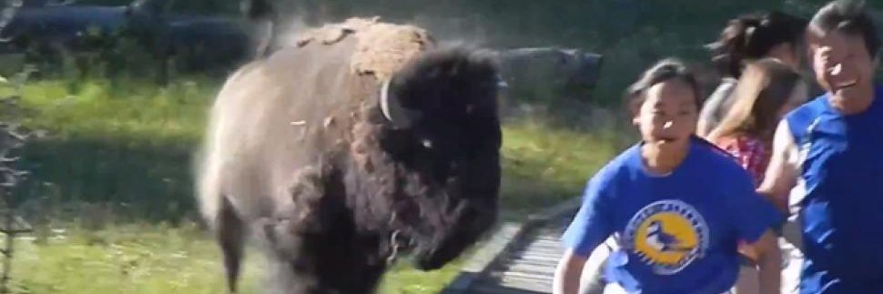 BadBison79's profile banner image
