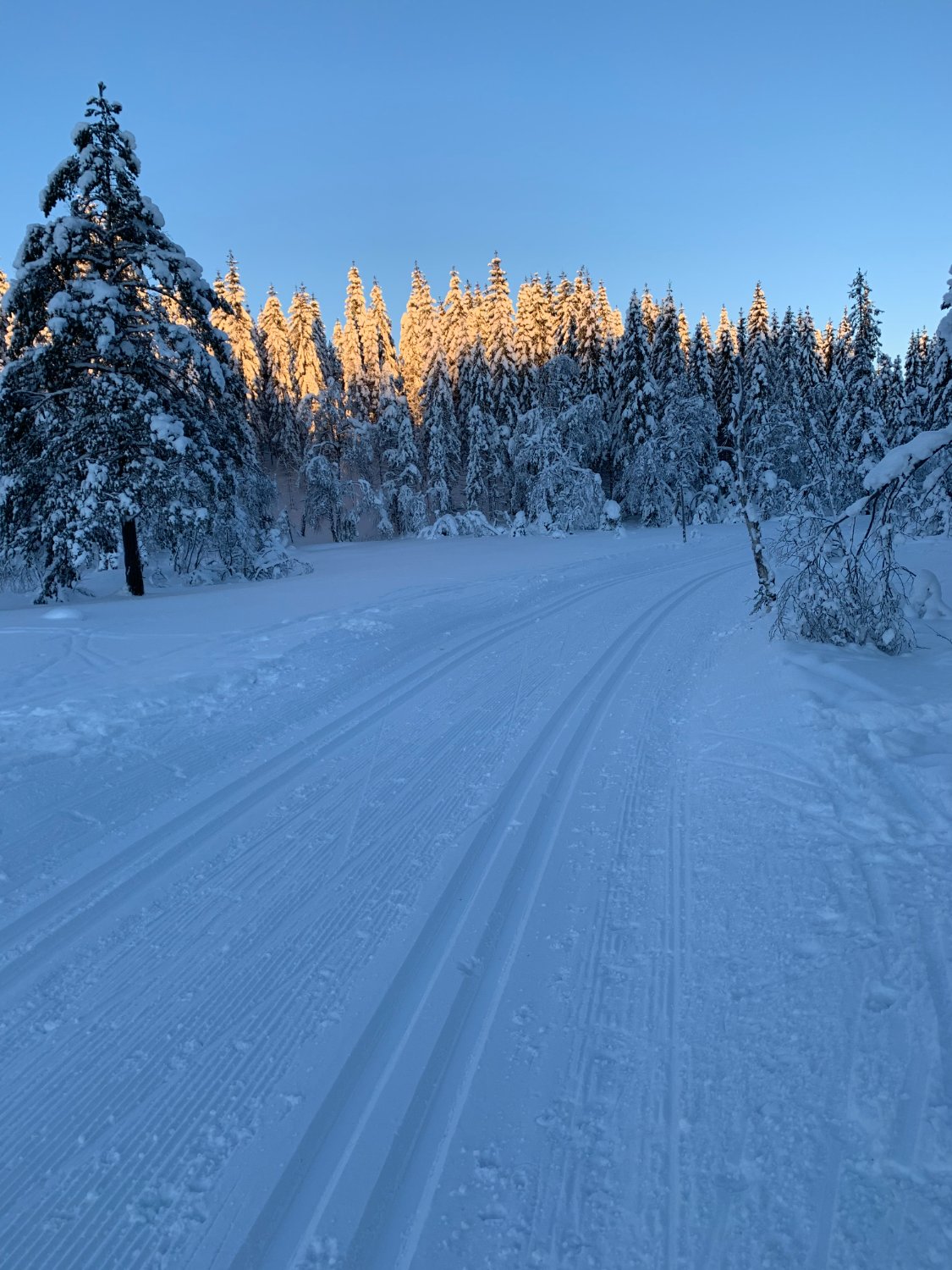 Ragnhild Camilla Schreiner banner