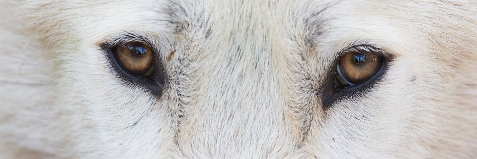 International Wolf Center's banner