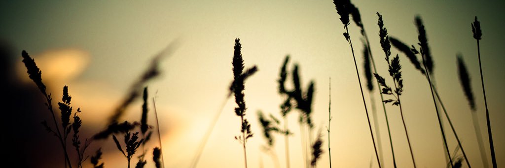 Carolinafdm's profile banner image