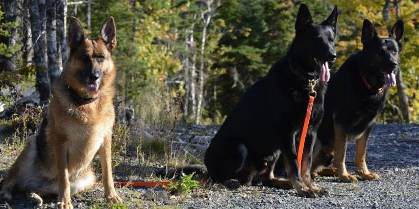 CANSARK9's profile banner image