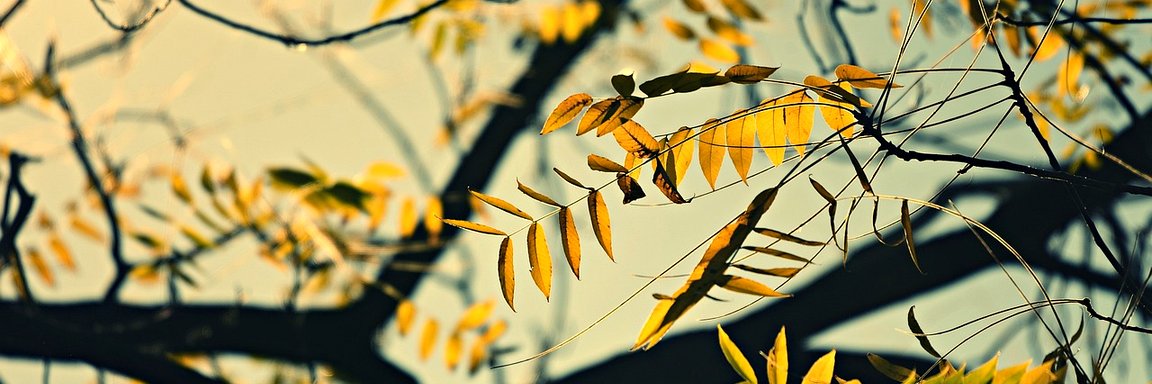 pazokimiad's profile banner image
