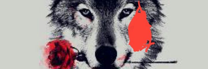 Shomel311's profile banner image