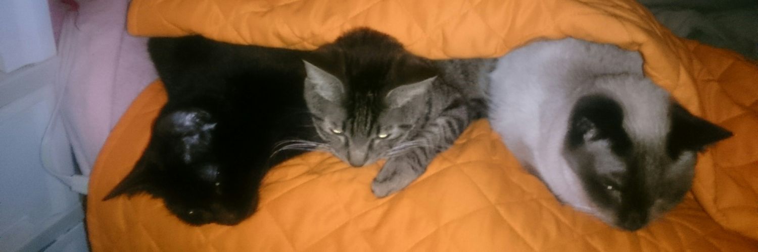 ダイナシー流石 banner