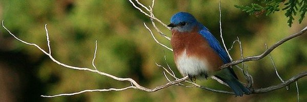 lumerinito Profile Banner