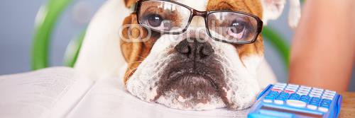 ludicrousanimal's profile banner image