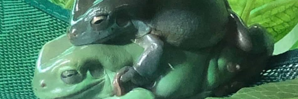 ViveLaFrantz's profile banner image