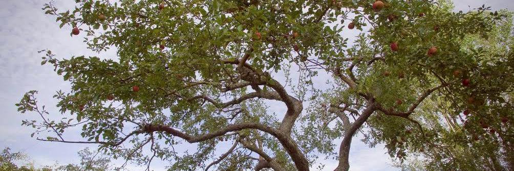 Taproot Cider House banner