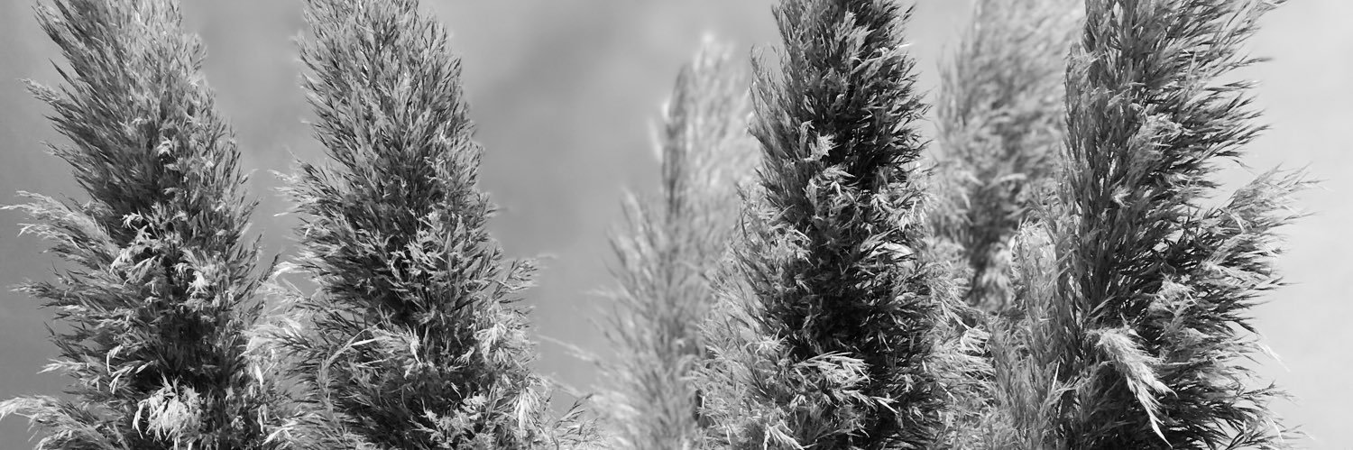 MonicaVale's profile banner image