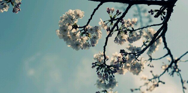 amylouisecook's profile banner image