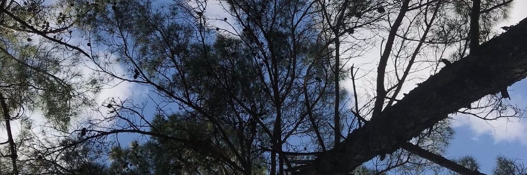 Pisikrotes's profile banner image