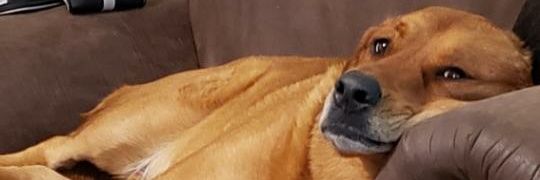 TheRealCowmando's profile banner image