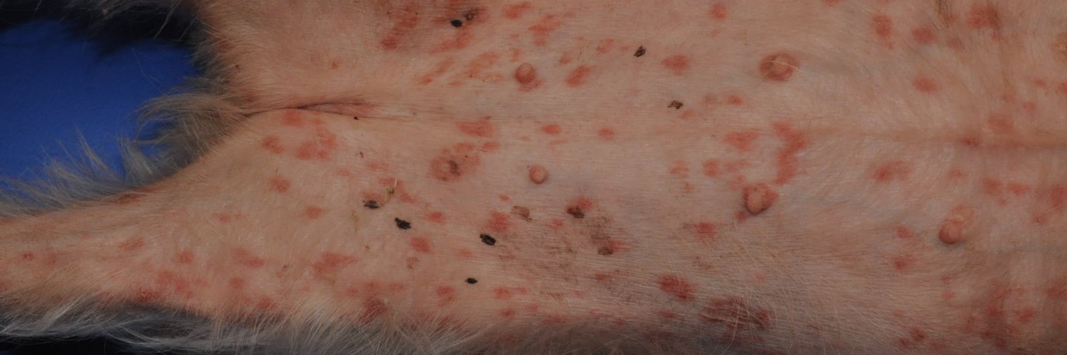 DermatoVeto's profile banner image