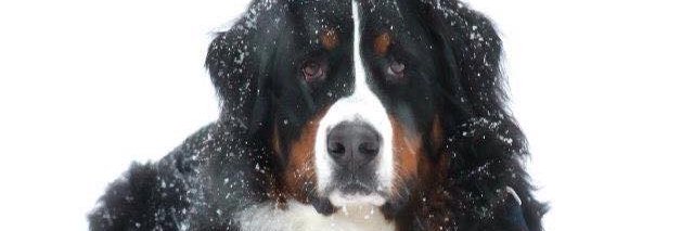 GuinnessDawg's profile banner image