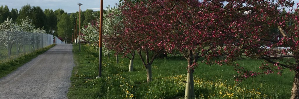 silkeinen's profile banner image