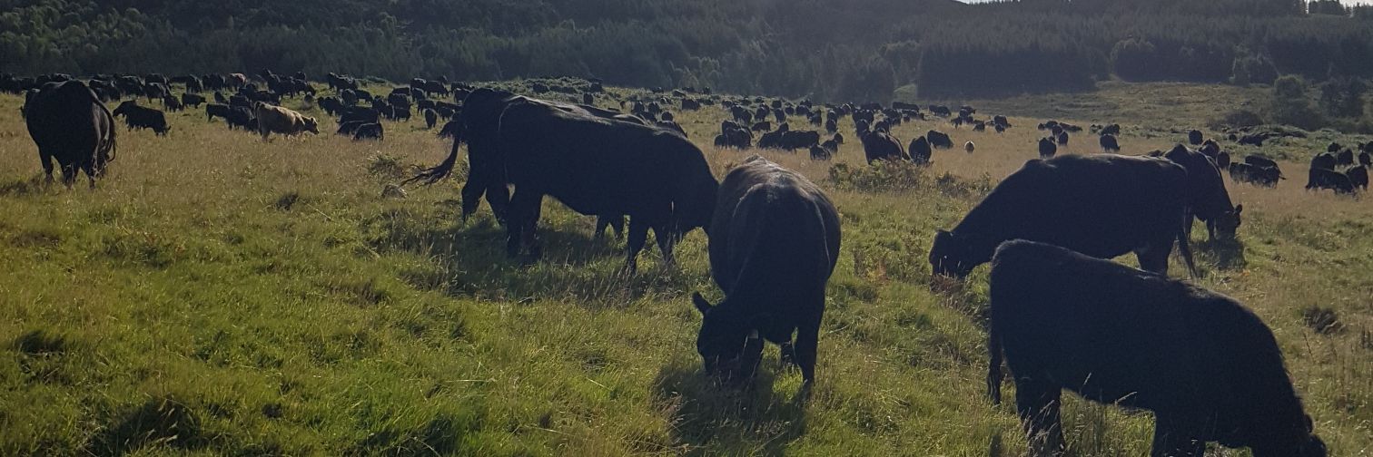 Alexander Brewster banner