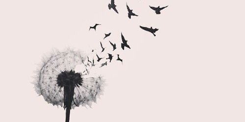 Rosalien_Xx's profile banner image