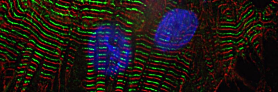 UCSD_CardioLabs's profile banner image