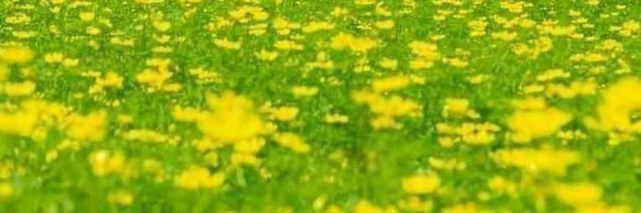 samyabdoo511's profile banner image