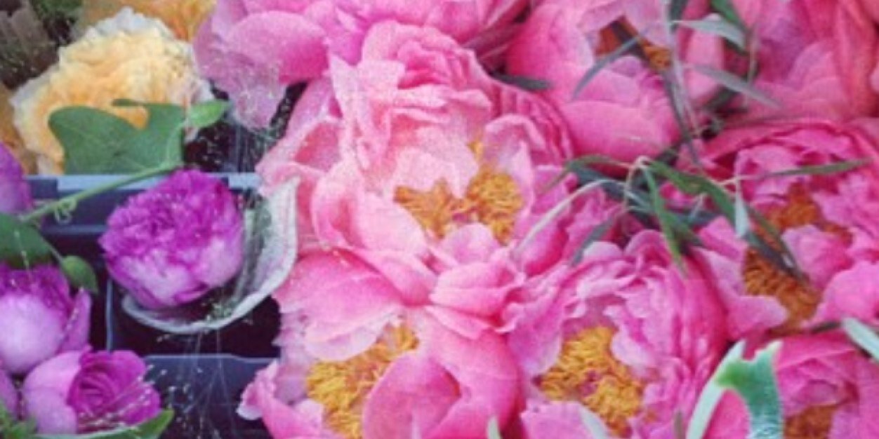 Micadelellis's profile banner image