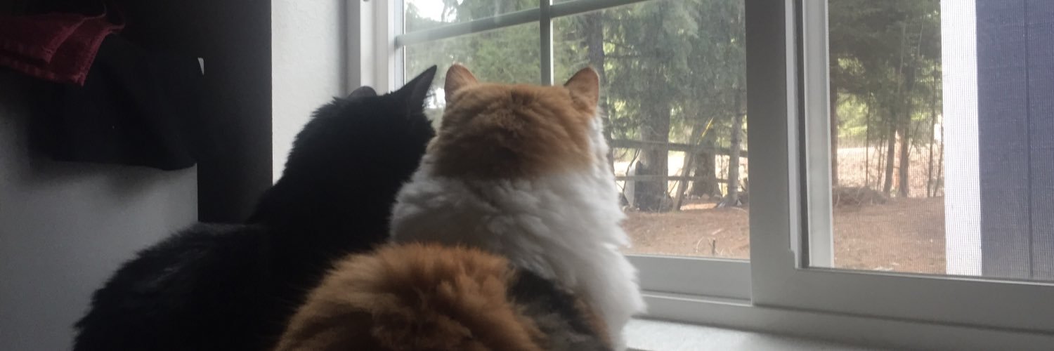 casey_bees's profile banner image