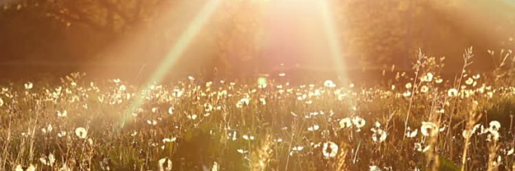 amyhamburg's profile banner image